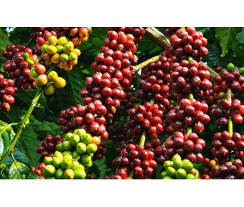 3 loại cà phê phổ biến tại Việt Nam